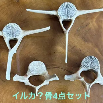 돌고래? 뼈 4점 세트