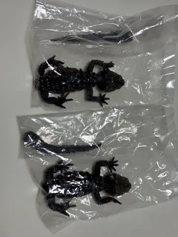 아카메가부토 도마뱀 모토이카부토 도마뱀 세트 생물대도감 어드밴스