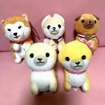 작은 콩시바견 5명 모두 귀엽고 새상품급입니다