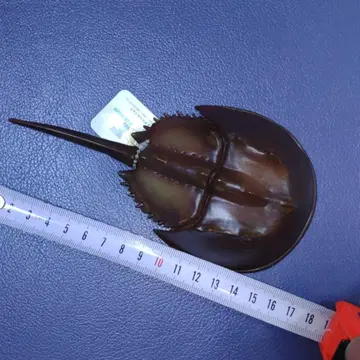 가부토가니 피규어 사파리