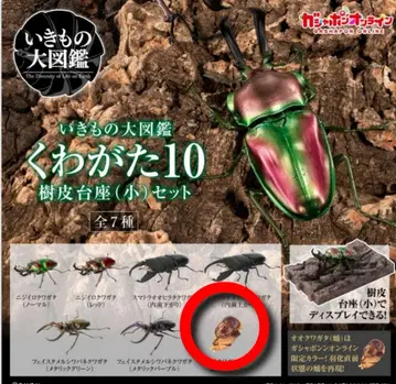 생물대도감 장수풍뎅이 10 가샤폰 온라인 버전 나무껍질 받침대(소) 세트