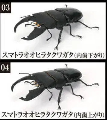 수마트라왕넓적사슴벌레 2종 세트 생물대도감 사슴벌레10 b