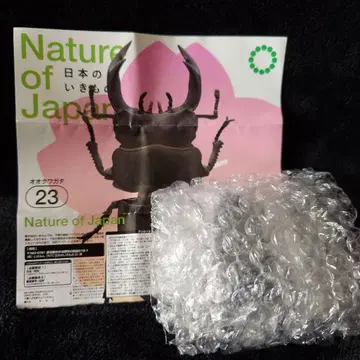 일본의 생물 03 Nature of Japan 큰사슴벌레