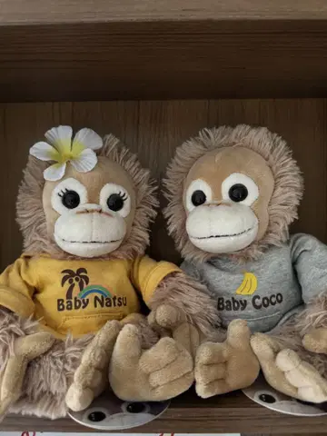 Baby Natsu & Baby Coco 봉제 인형