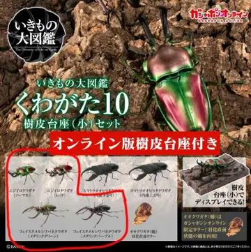 생물대도감 사슴벌레10 니지이로사슴벌레 페이스메탈 주름스프링사슴벌레