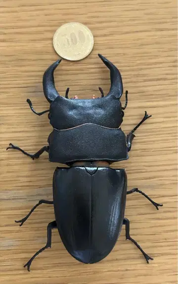 반다이 오오쿠와가타 피규어