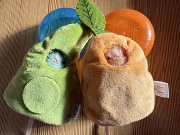 쥐 봉제 인형 및 의상 컬렉션 2 세트