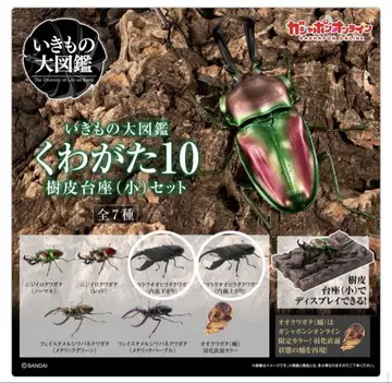 온라인판 생물대도감 사슴벌레10 수마트라왕넓적사슴벌레 2종 세트