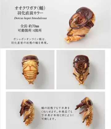 레어 오오쿠와가타 번데기 직전 생물대도감 장수풍뎅이 10