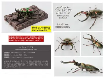 생물대도감 니지이로 사슴벌레(노멀)와 페이스타멜 주름 스프링(그린)