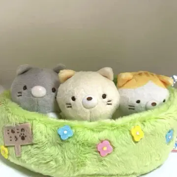 봉제 인형 멀티 트레이 고양이 형제들을 만났어요