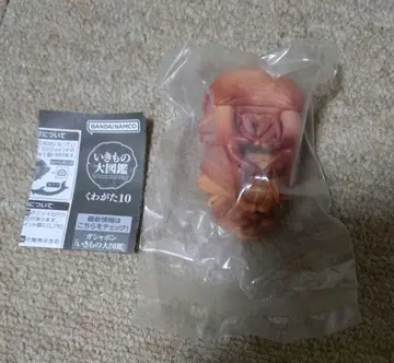생물대도감 사슴벌레10 왕사슴벌레 (번데기)