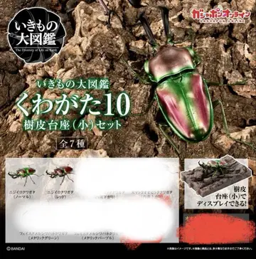 생물대도감 10 니지이로 사슴벌레 세트