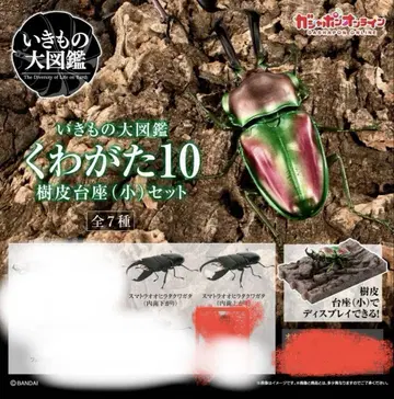생물대도감 스마트라오히라타쿠와가타 세트