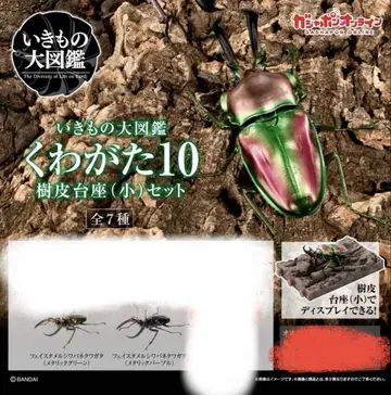 생물대도감 페이스타멜 주름 사슴벌레 세트