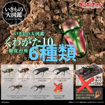 생물대도감 장수풍뎅이 10 6종류