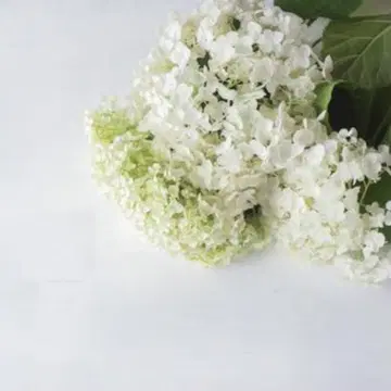 마 FILMY 도트 CD 네이비