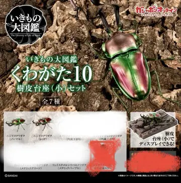 생물대도감 10 니지이로 사슴벌레 세트