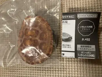 생물대도감 어드밴스 거북 02 이시가메(오렌지)