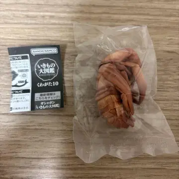 가챠 생물대도감 사슴벌레 10 오오쿠와가타 사나기 번데기