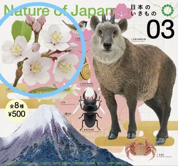 NATURE OF JAPAN 일본의 생물 03 소메이요시노 1개