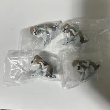 카이카이 가챠 비글