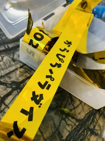 카라피치 파라다이스 2025 금테