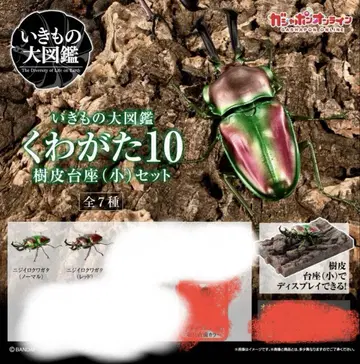 생물대도감10 니지이로사슴벌레 세트
