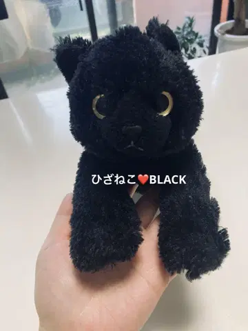 무릎 고양이 블랙