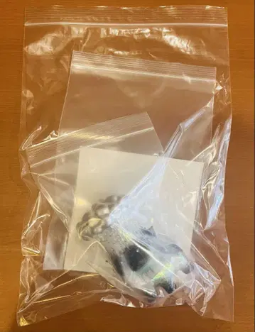 1/6 계획 모코야마 도샤부리 샴 고양이 도샤부리 고양이