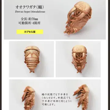 생물대도감 사슴벌레10 왕사슴벌레 (번데기) 캡슐판 미개봉 새상품