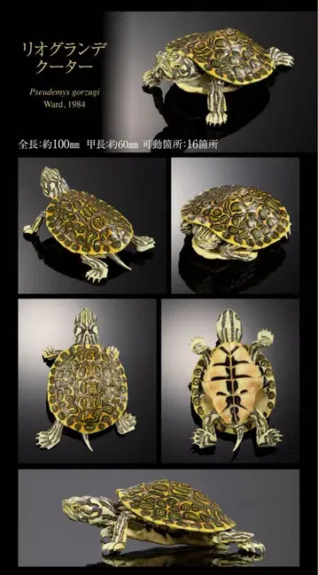 생물대도감 거북이 02 리오 그란데 쿠타르 온라인 버전