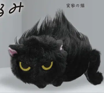 친근하지 않은 고양이 부모님의 고양이