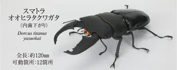 생물대도감 장수풍뎅이 10