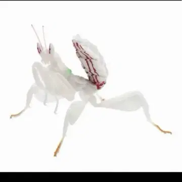 생물대도감 사마귀 03 꽃사마귀 화이트 사마귀03 사마귀