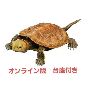 돌거북 오렌지 생물대도감 어드밴스 거북이02 온라인판 미개봉 새상품