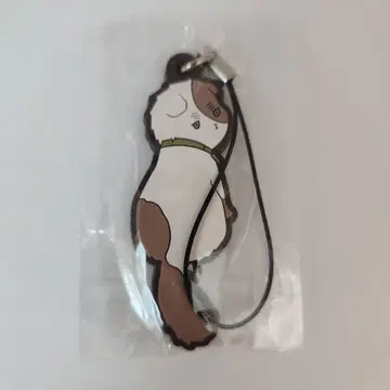 헤타리아 고양이 영국