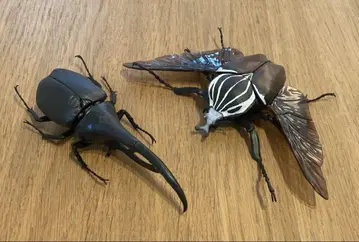생물대도감 고라이아스 오오츠노하나무리 헤라클레스 리키 블랙