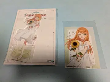 시운 키요카 유라쿠초 마루이 아크릴 스탠드 sunflower 혜택 포함