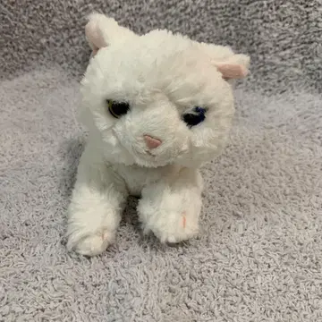 산레몬 무릎 고양이  화이트 눈 색상 차이