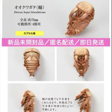 생물대도감 장수풍뎅이 10 오쿠와가타(번데기) 새상품 미개봉품