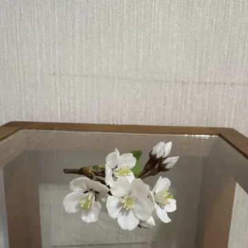 네이처 테크니컬러 소메이요시노