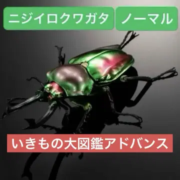 니지이로사슴벌레 (노멀) 생물대도감 어드밴스 반다이 가샤폰 가챠