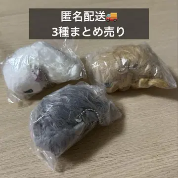 낯을 가리는 고양이 봉제인형 가챠 3종 세트 새상품