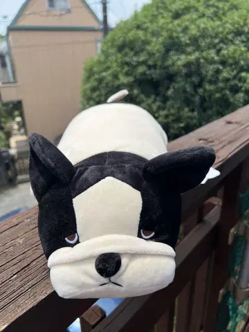 프리미엄 네무네무 프렌치불 새상품 봉제 인형
