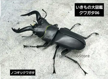 생물대도감 장수풍뎅이 06 노코기리쿠와가타