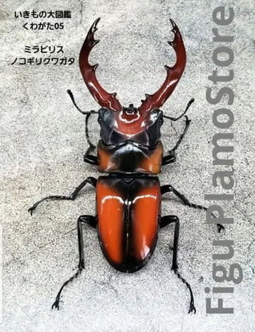 생물대도감 장수풍뎅이 05 미라빌리스노코기리사슴벌레