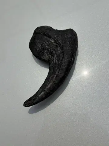 알로사우루스 핸드 크로우 화석 공룡