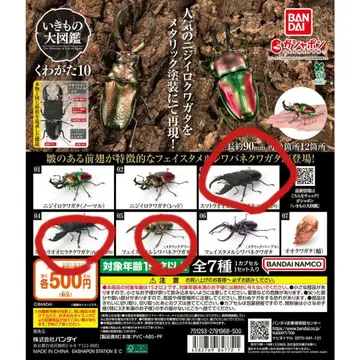 생물대도감 쿠와카타 10 카부토무시 08