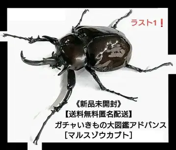 가챠 생물대도감 어드밴스 [ 마르스장수풍뎅이 ] 약 135mm!!